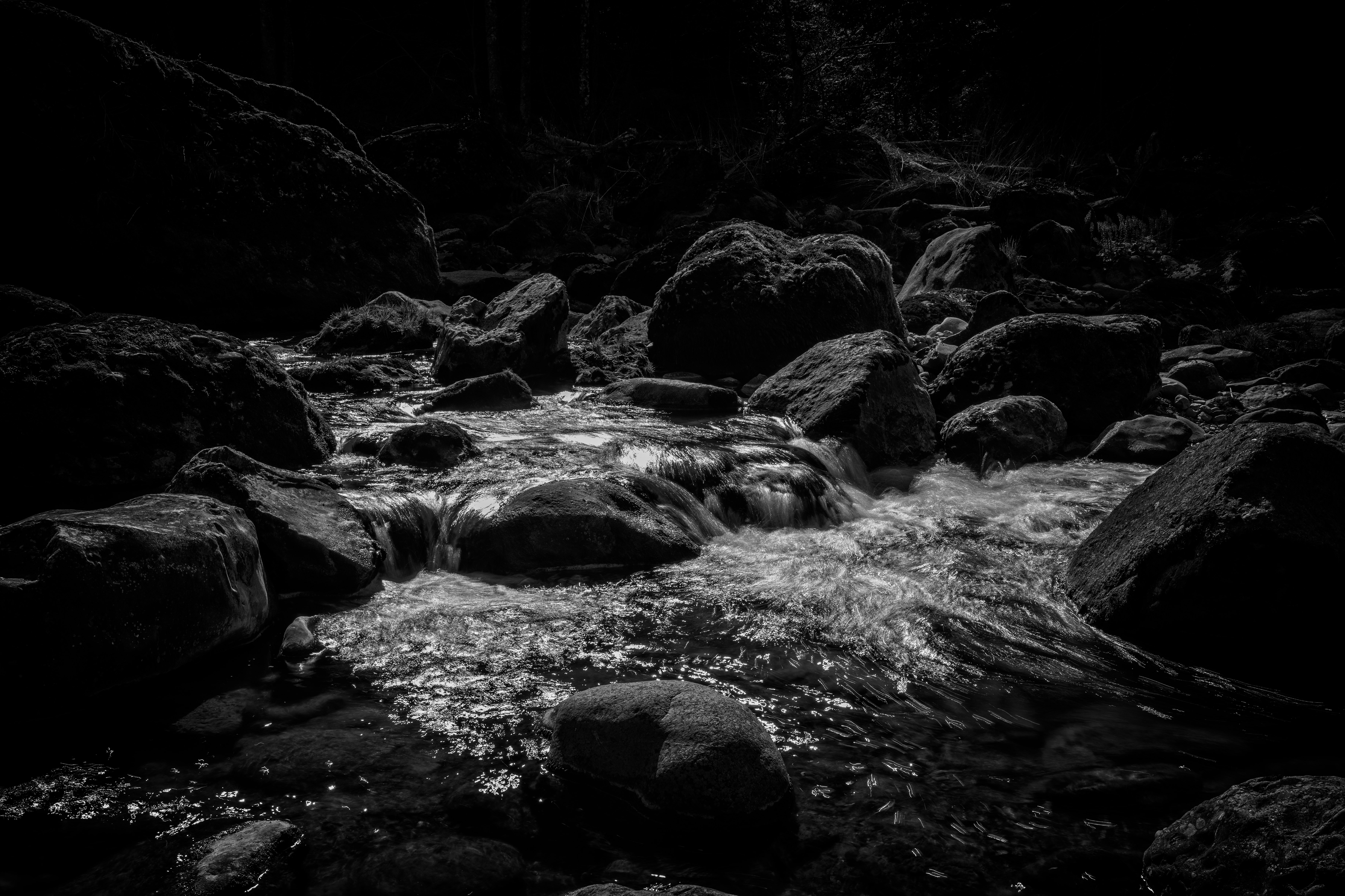 grayscale photo of river in forest